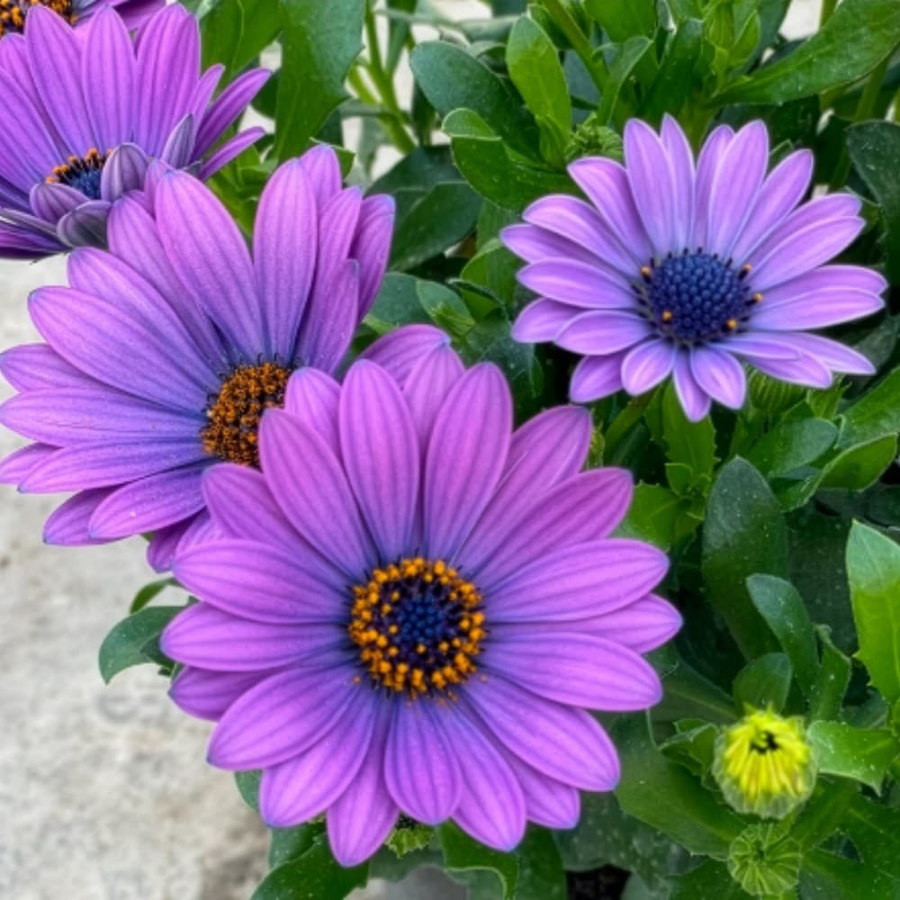 <i>Osteospermum</i> 'Dalina Lavender Blue'