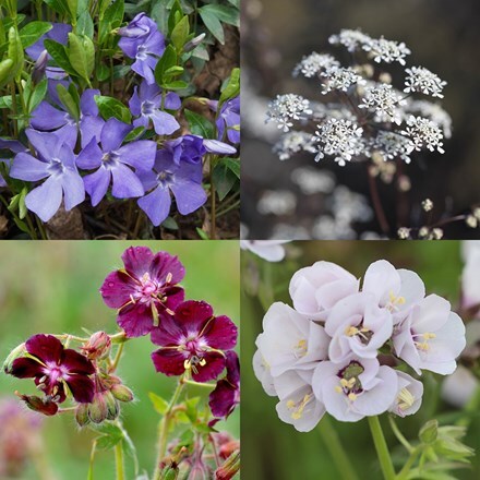 Dusky violet shade mini-border collection
