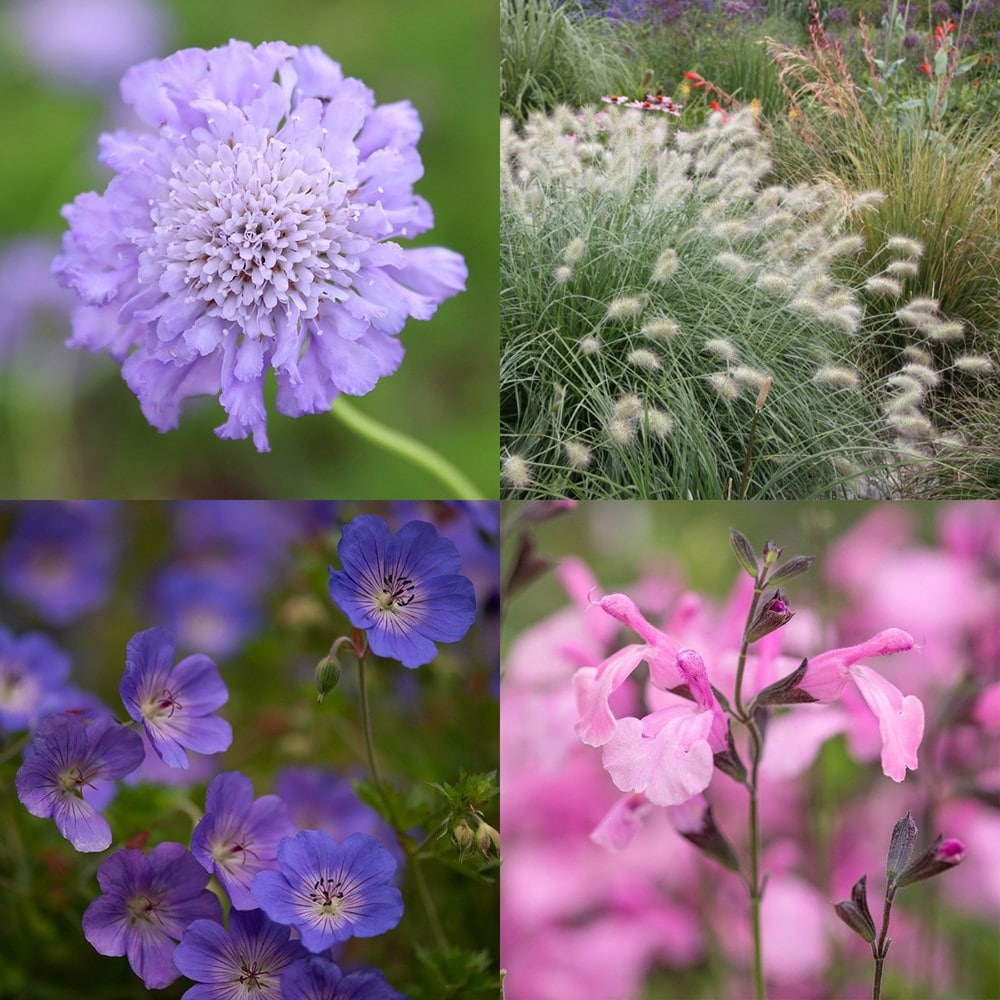 <i>Soft summer pollinator</i> 'Mini-border collection'