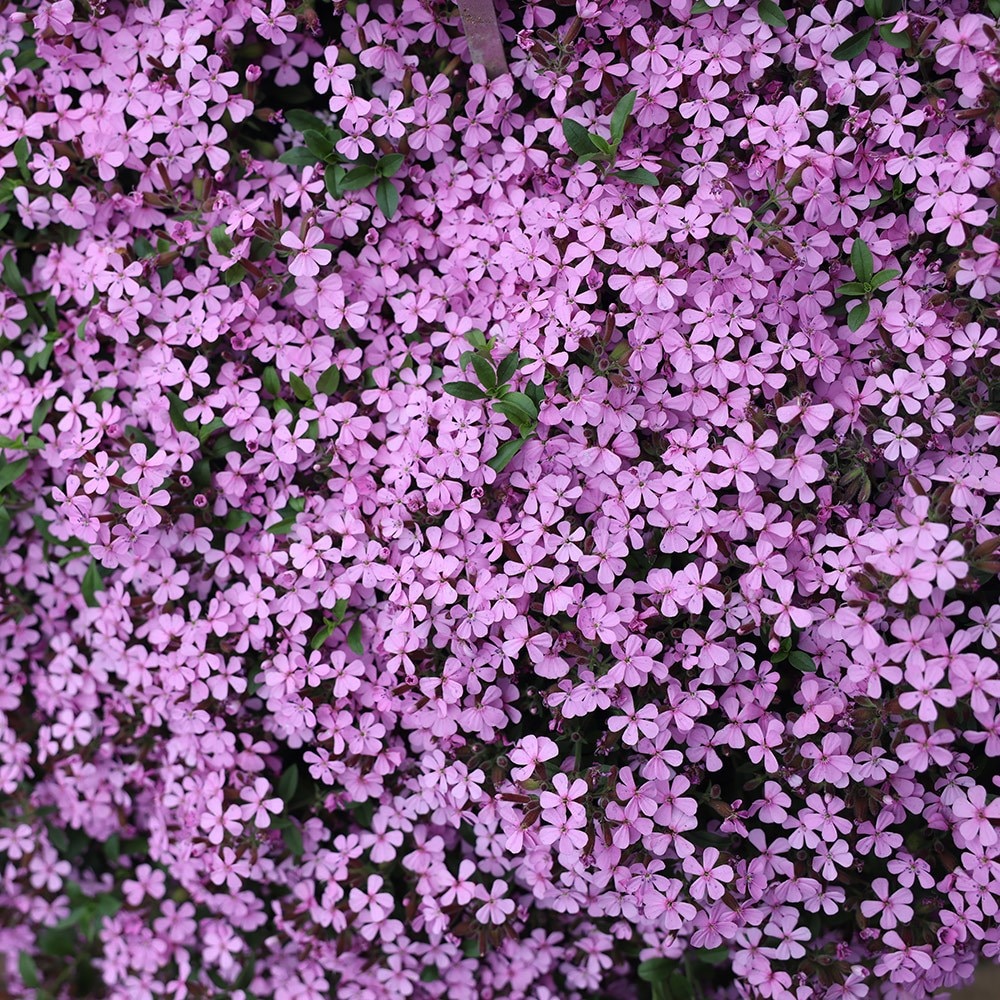 <i>Saponaria ocymoides</i> 