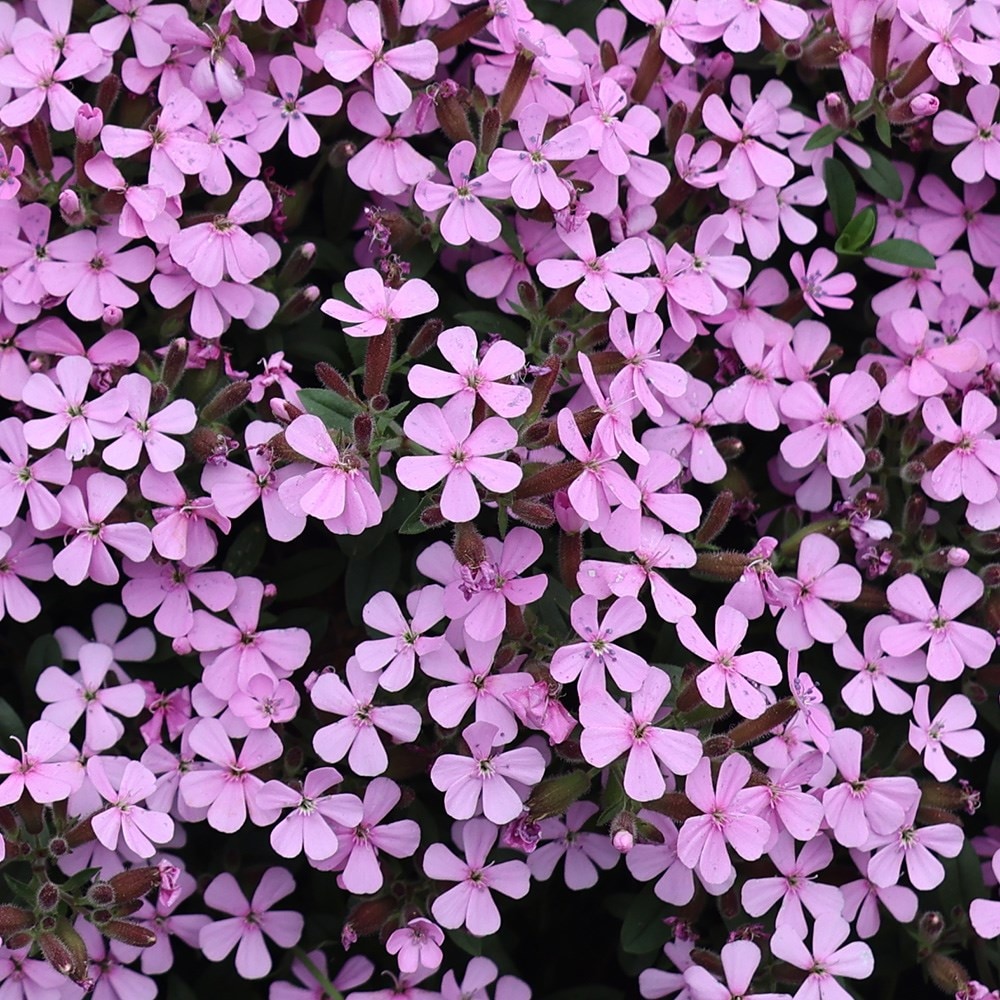 <i>Saponaria ocymoides</i> 