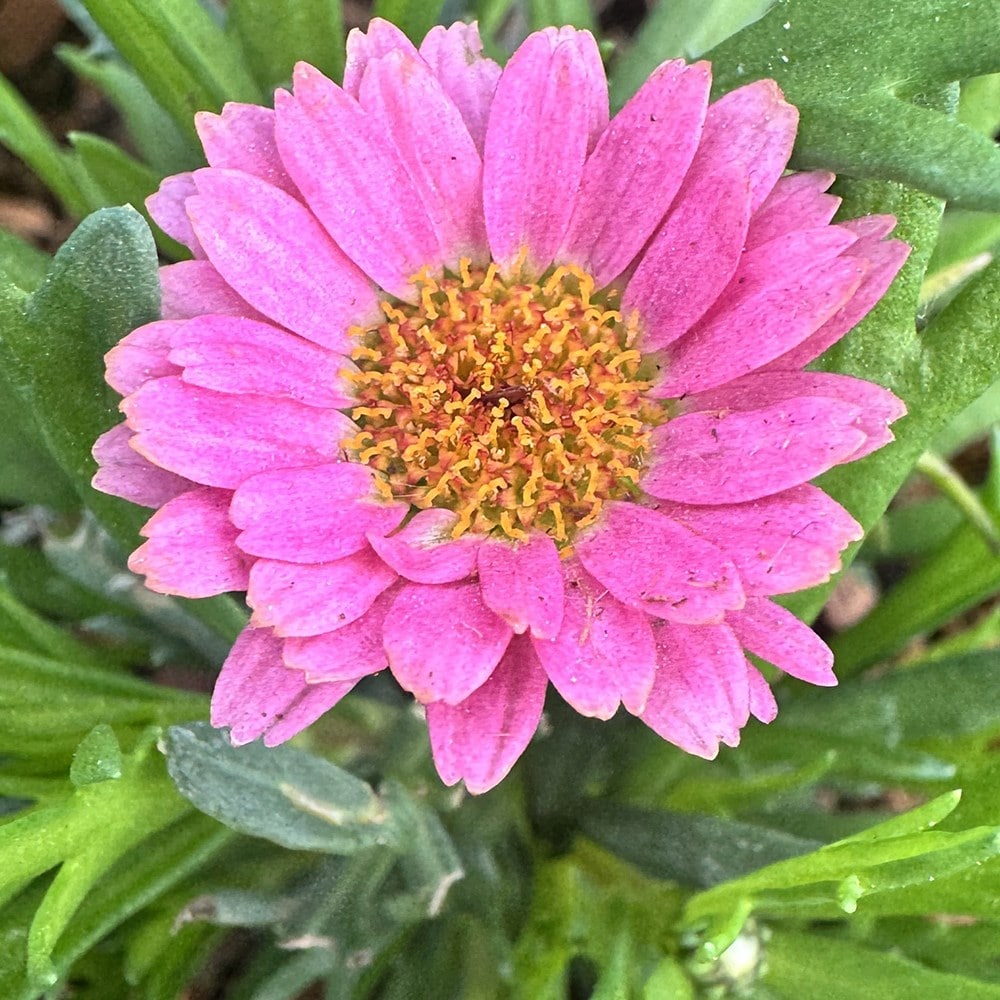 <i>Argyranthemum</i> 'Santorini Dark Rose'