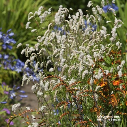 Sanguisorba tenuifolia White Tanna