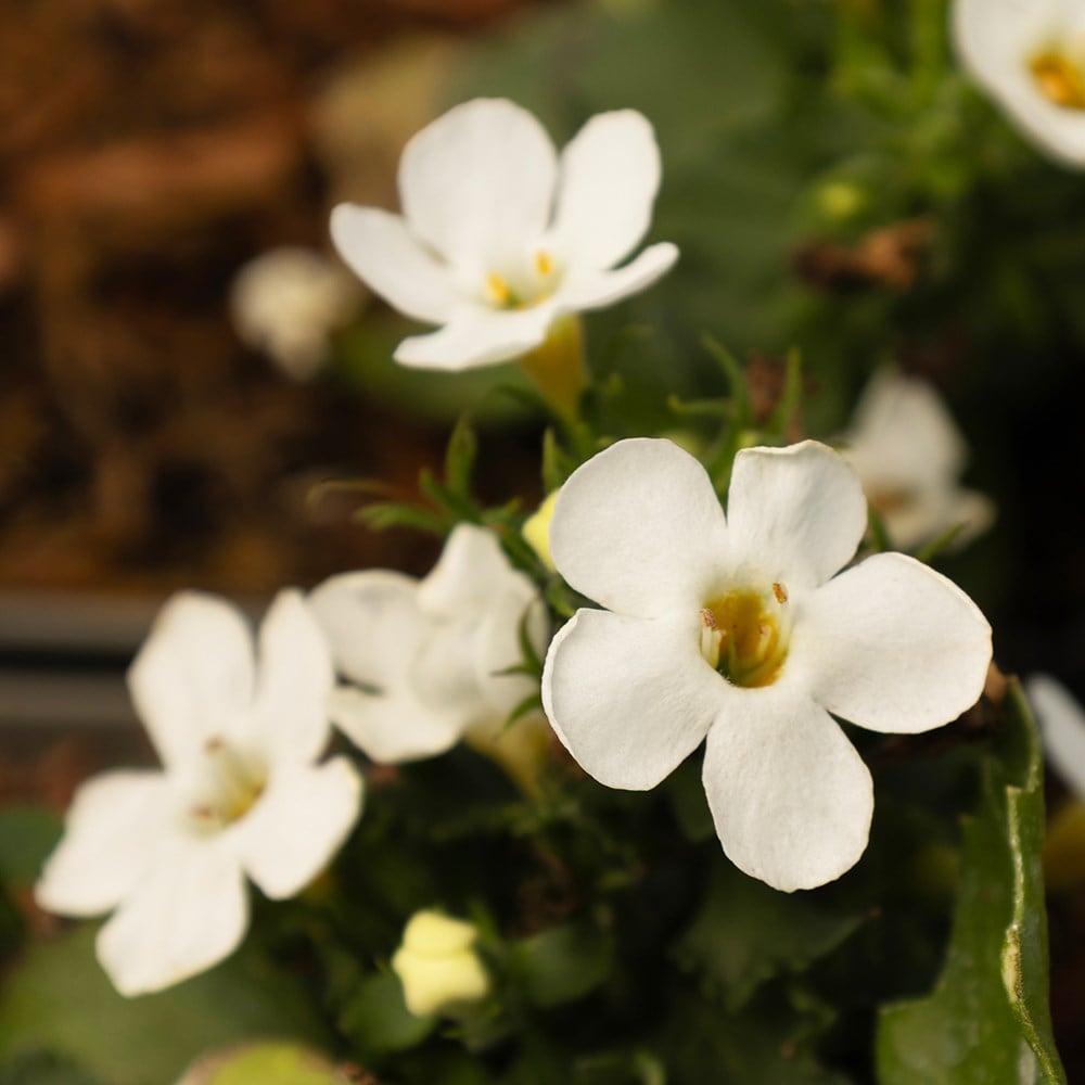 <i>Chaenostoma</i> 'Galactic Mist White'