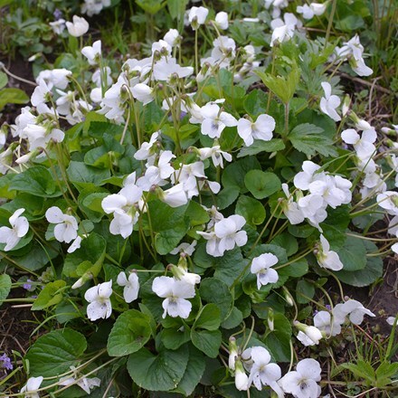Viola odorata Alba