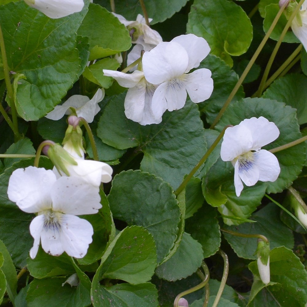 <i>Viola odorata</i> 'Alba'