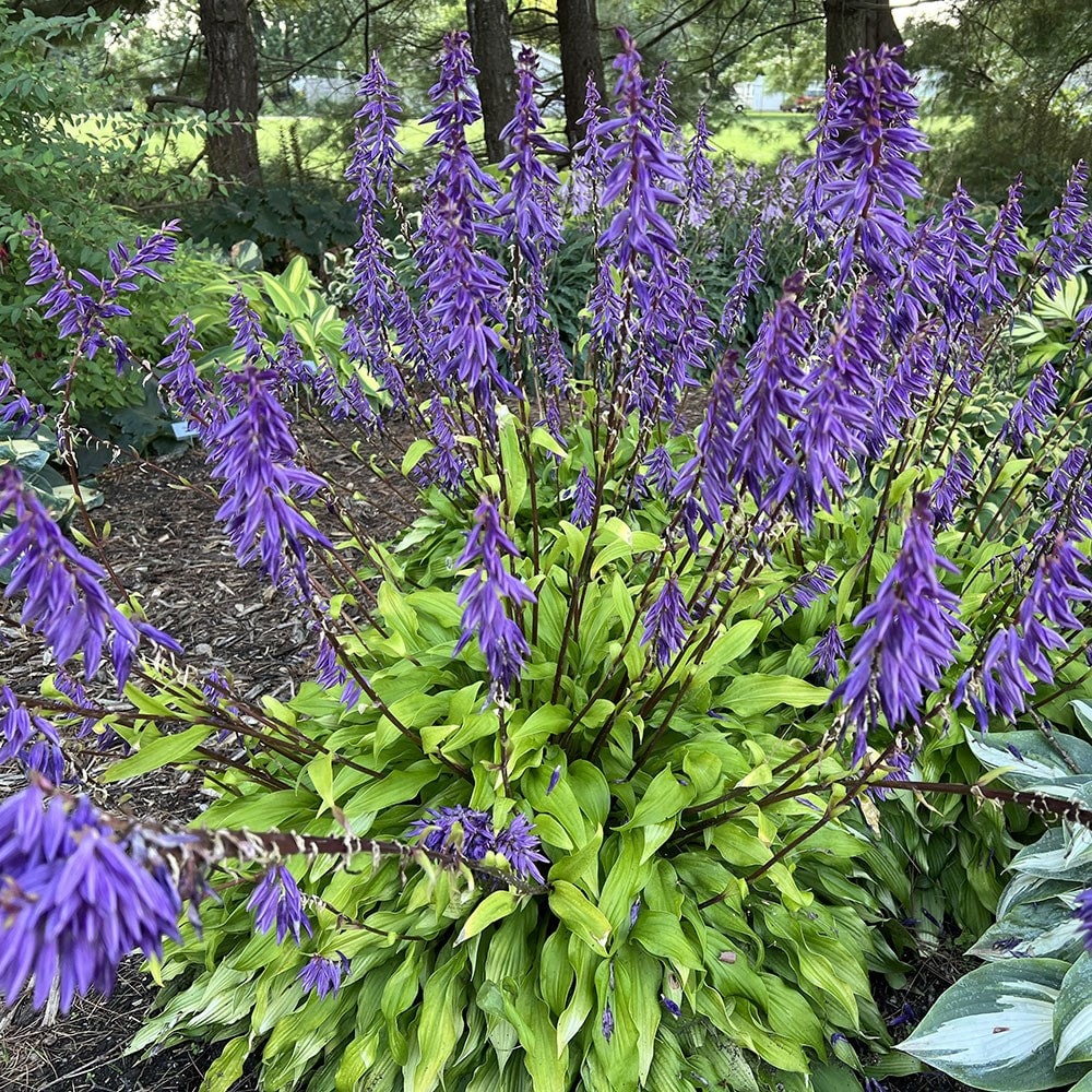 plantain lily
