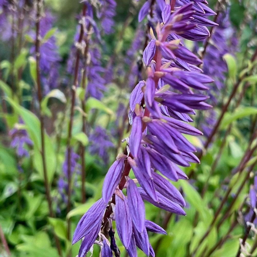 <i>Hosta</i> 'Time in a Bottle' (PBR)