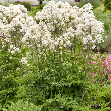 Thalictrum Cotton Ball