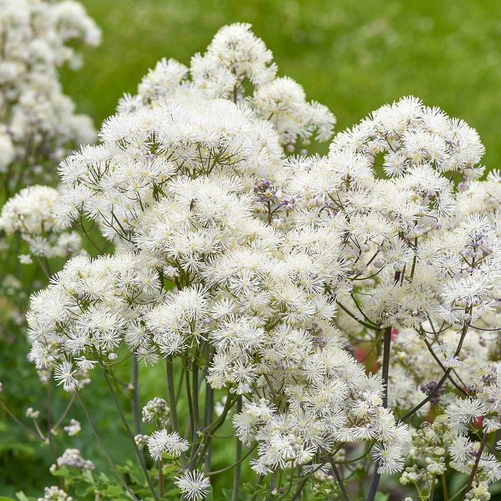 <i>Thalictrum</i> 'Cotton Ball'