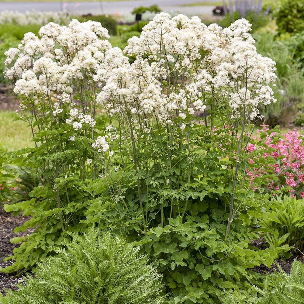 <i>Thalictrum</i> 'Cotton Ball'