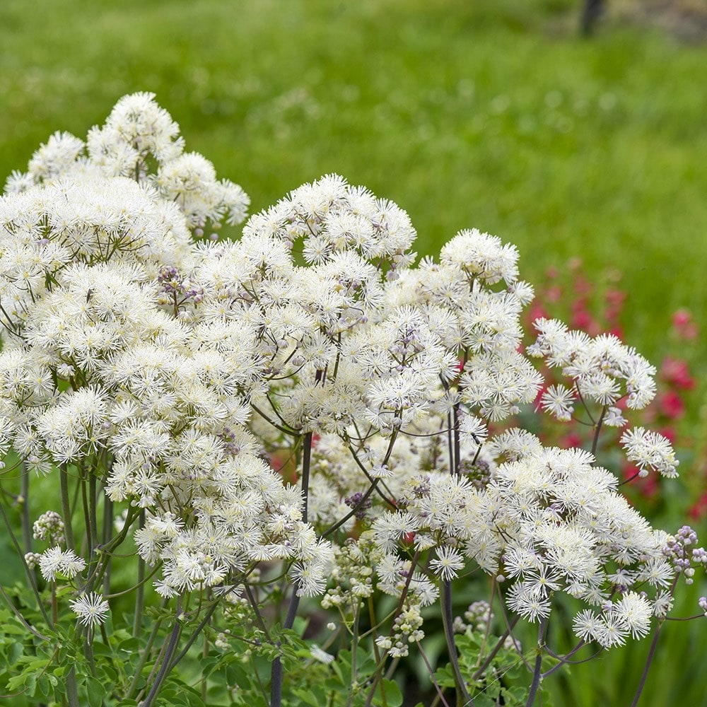 <i>Thalictrum</i> 'Cotton Ball'