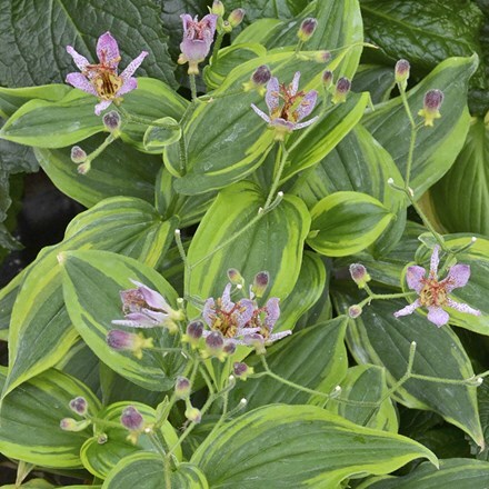 Tricyrtis formosana Autumn Glow