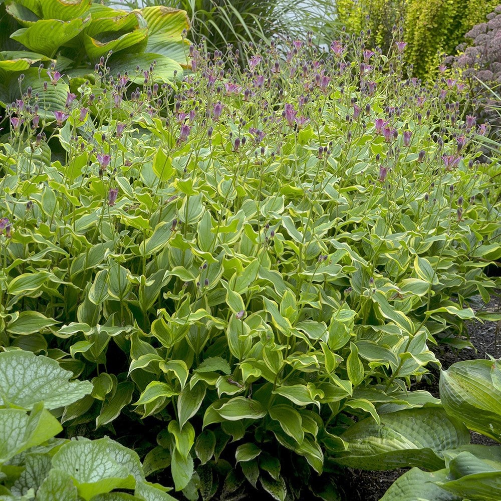 <i>Tricyrtis formosana</i> 'Autumn Glow'