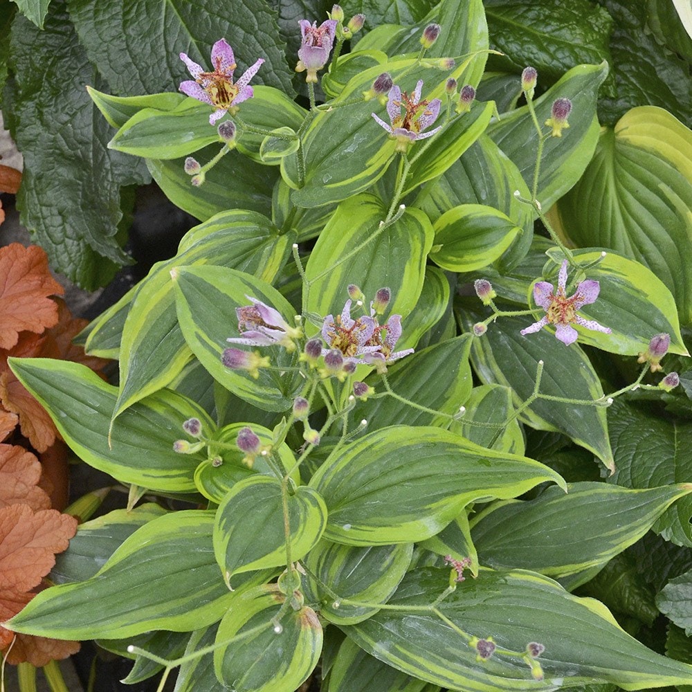 <i>Tricyrtis formosana</i> 'Autumn Glow'