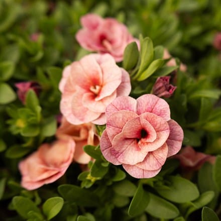 Calibrachoa Cabaret Double Pink Vein
