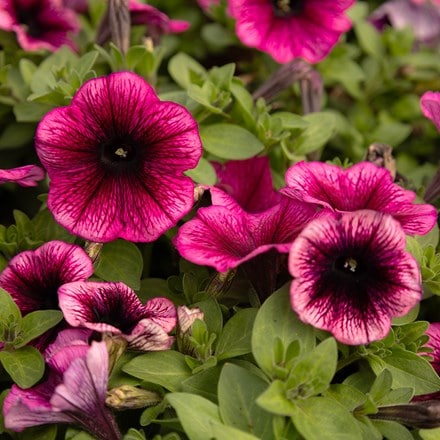 Petunia Gotunia Purple Dark Vein
