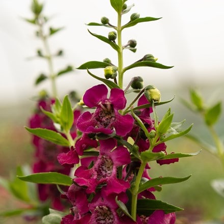 Angelonia Archangel Fuchsia