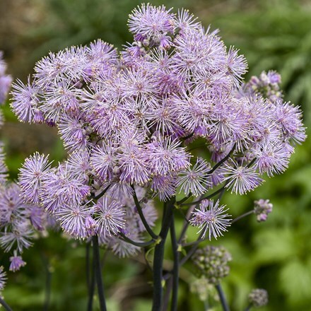 Thalictrum Cotton Candy