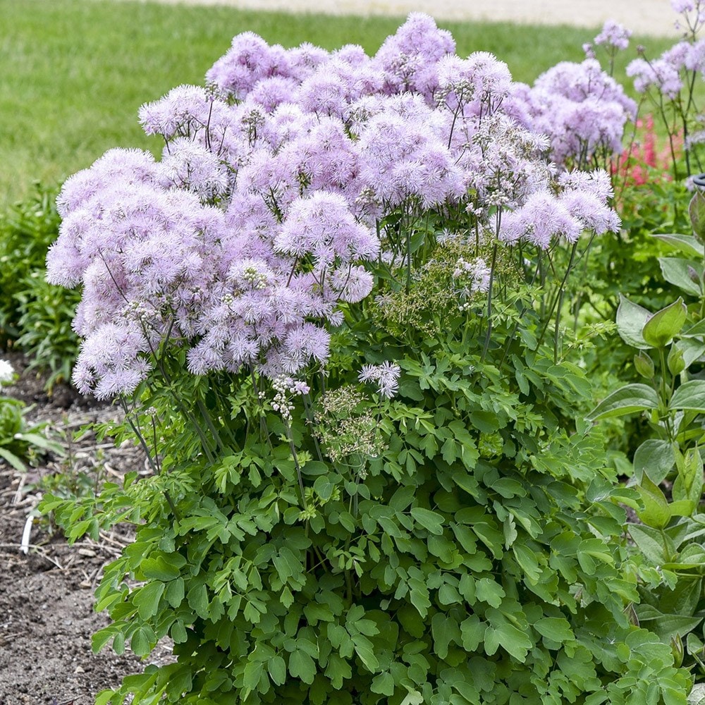 <i>Thalictrum</i> 'Cotton Candy'