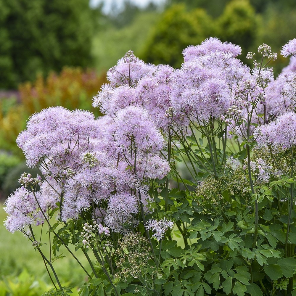 <i>Thalictrum</i> 'Cotton Candy'