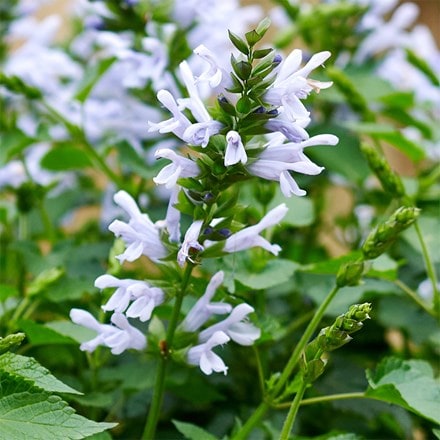 Salvia Lake Silvretta ('Tl1086') (Salgoon Series) (PBR)