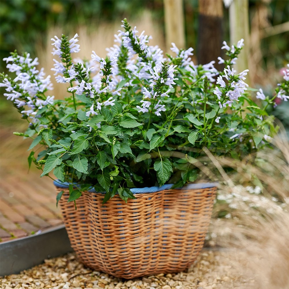 <i>Salvia</i> <b class=small-caps>Lake Silvretta</b>  ('Tl1086') (Salgoon Series) (PBR)