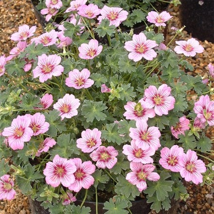 Geranium (Cinereum Group) Rothbury Gem ('Gerfos') (PBR)