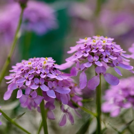 Iberis Mermaid Lavender ('Ibsz0007') (PBR)
