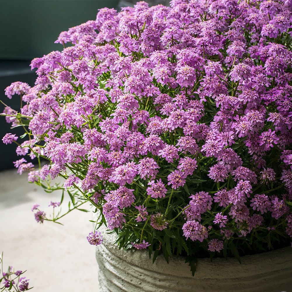 <i>Iberis</i> <b class=small-caps>Mermaid Lavender</b> ('Ibsz0007') (PBR)