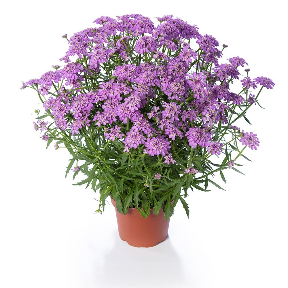 <i>Iberis</i> <b class=small-caps>Mermaid Lavender</b> ('Ibsz0007') (PBR)
