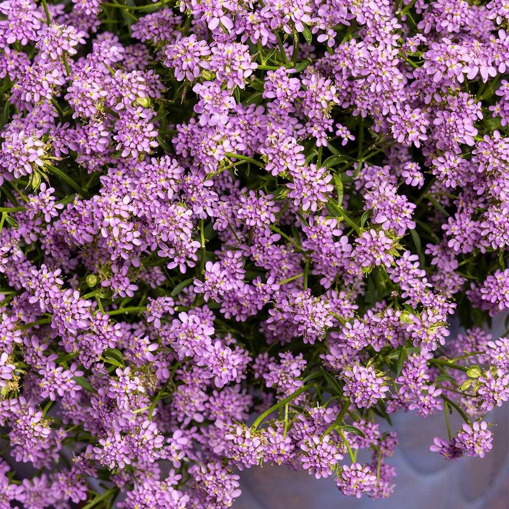 <i>Iberis</i> <b class=small-caps>Mermaid Lavender</b> ('Ibsz0007') (PBR)