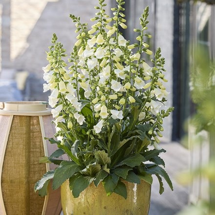 Digitalis purpurea Hanabee White