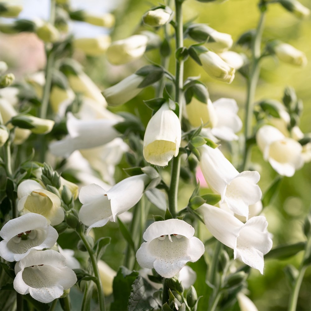 <i>Digitalis purpurea</i> 'Hanabee White'
