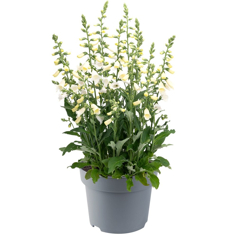 <i>Digitalis purpurea</i> 'Hanabee White'