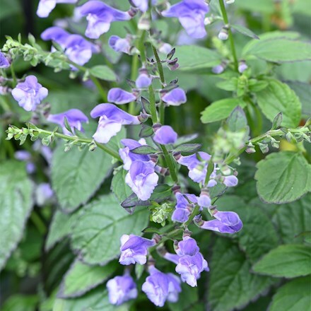 Scutellaria Appalachian Blues (PBR)