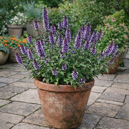 Agastache rugosa Beelicious Blue ('Agabl') (PBR)
