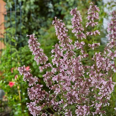 Nepeta × faassenii Whispurr Pink ('Balpurrink') (PBR) (Whispurr Series)