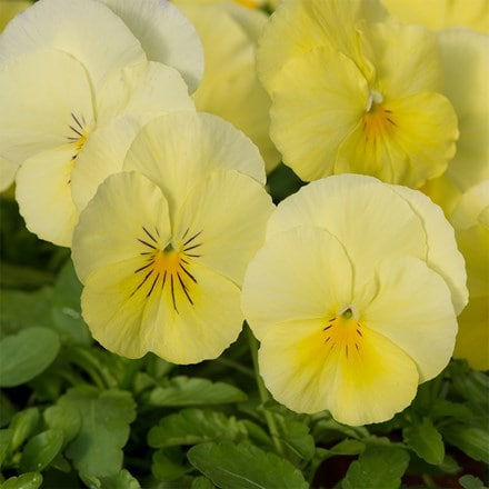 Viola × wittrockiana Cool Wave Lemon