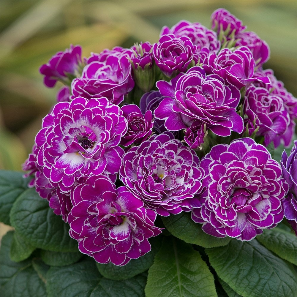 <i>Primula</i> <b class=small-caps>Candy Frost</b> (Belarina Series)
