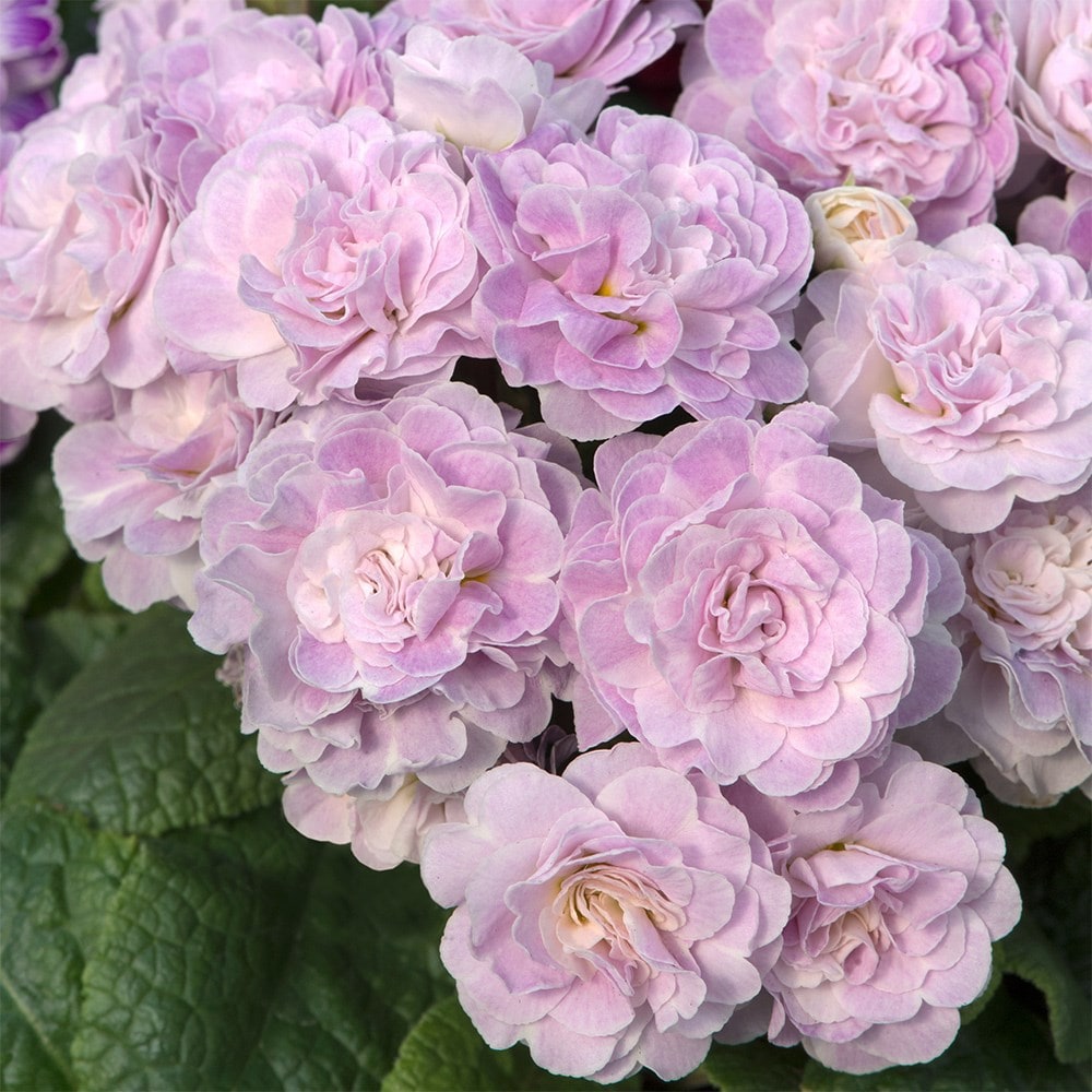 Primula Belarina 'Pink Ice' (Belarina Series)