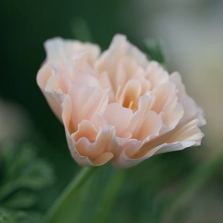 Eschscholzia californica Pink Champagne