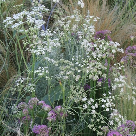 Seseli elatum subsp. osseum