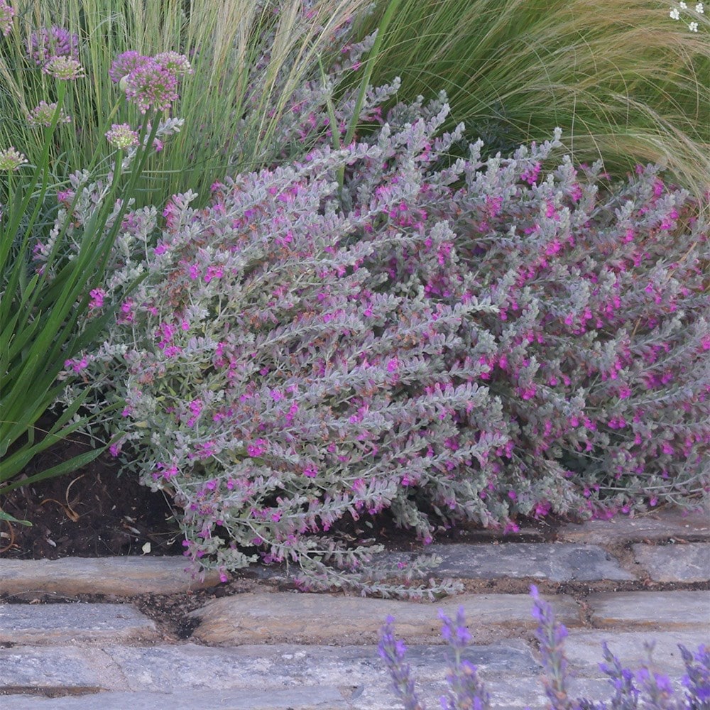 cat thyme