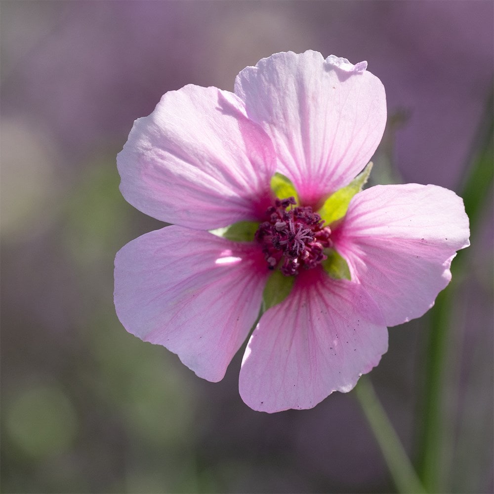<i>Althea cannabina</i> 