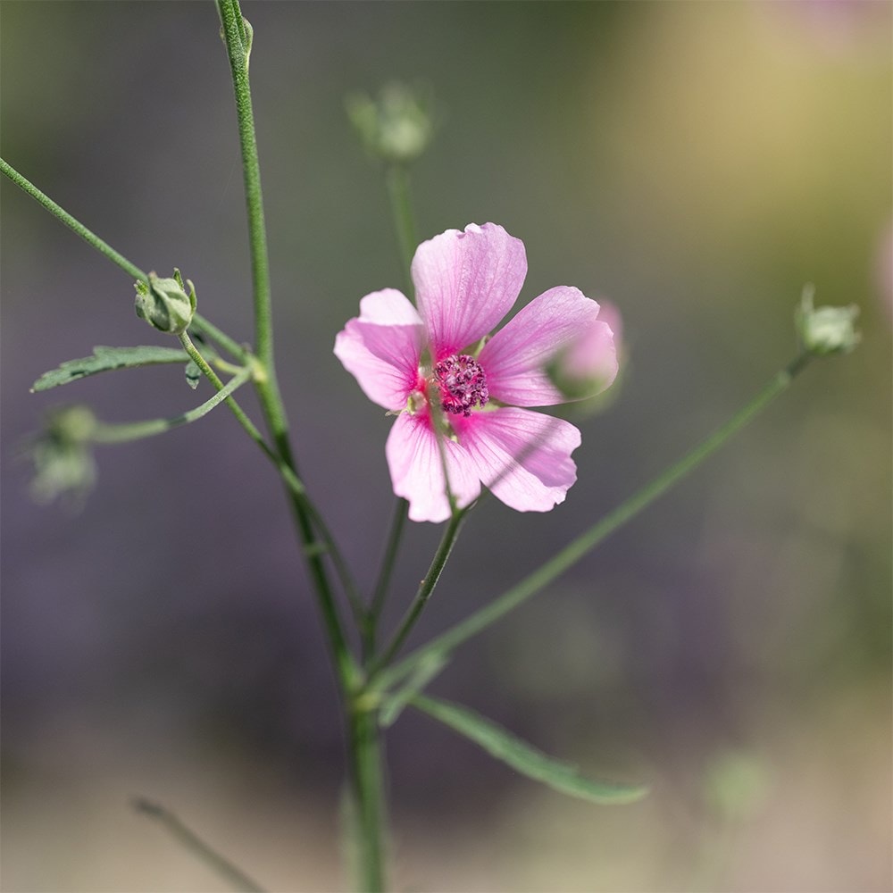 <i>Althea cannabina</i> 