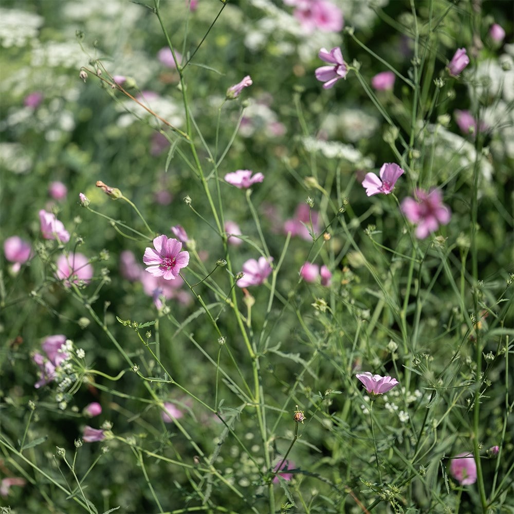 <i>Althea cannabina</i> 