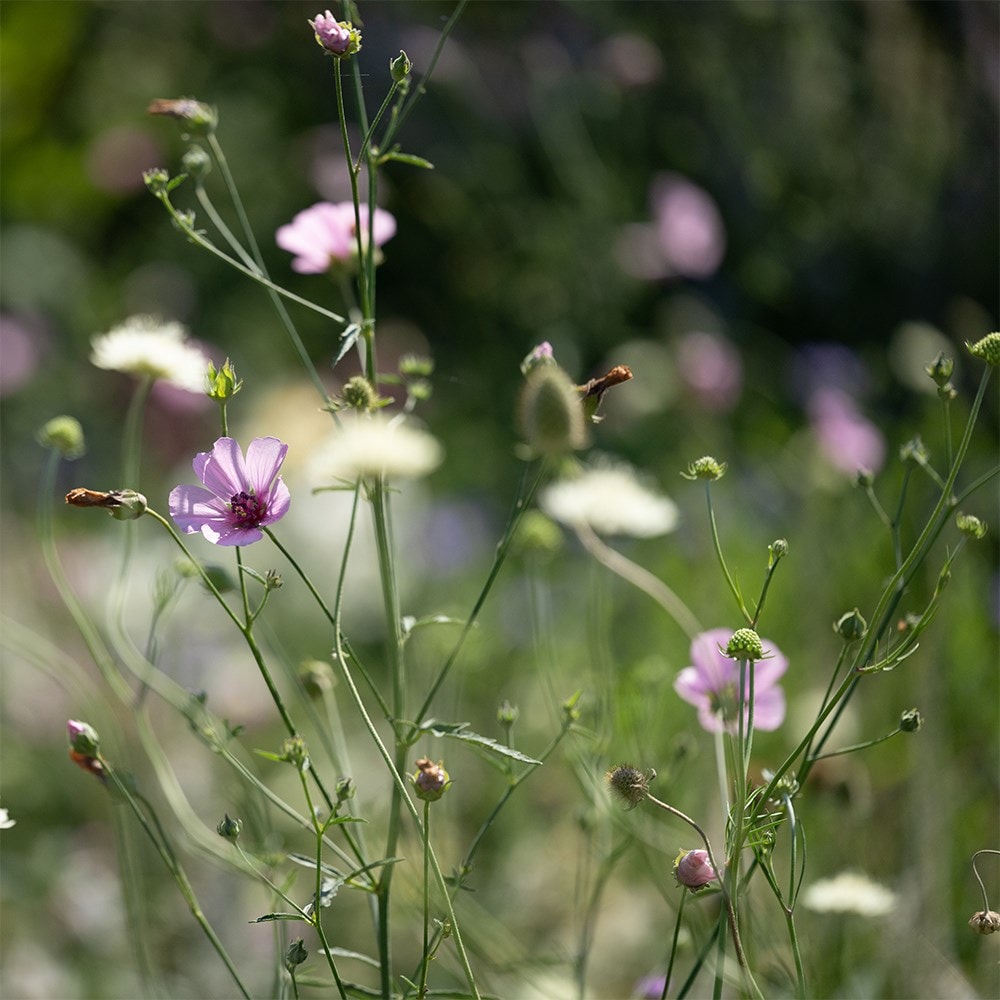 <i>Althea cannabina</i> 