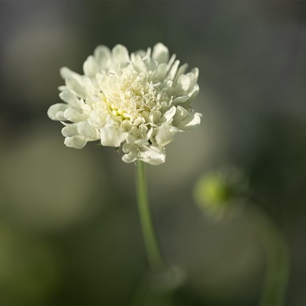 Cephalaria alpina