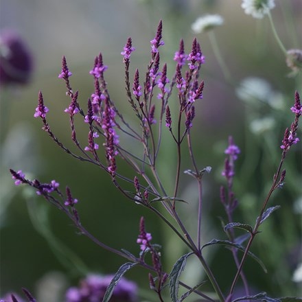 Verbena × baileyana Purple Haze